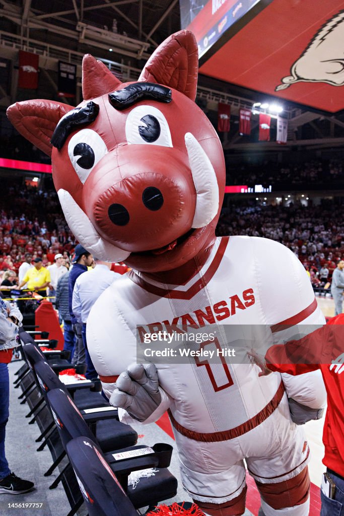 Arkansas Razorback Cat Arkansas Razorback mascot Boss Hog waves to the camera before a game ...