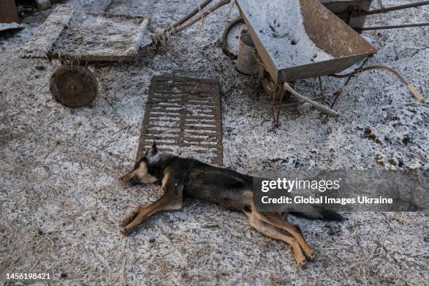 The body of a dog killed by shrapnel lies in the yard of a private house on January 9, 2023 in Paraskoviyivka Village, Donetsk Oblast, Ukraine....