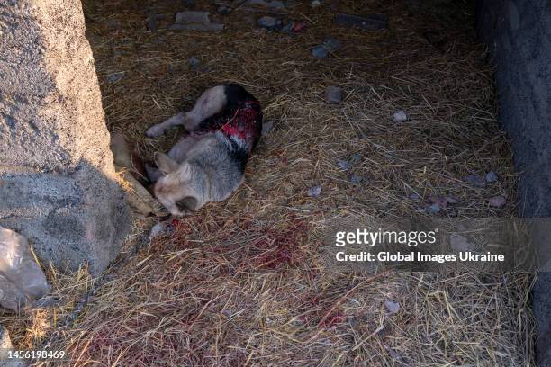 The body of a dog killed by shrapnel lies in a utility building on January 9, 2023 in Paraskoviyivka Village, Donetsk Oblast, Ukraine. Russian...