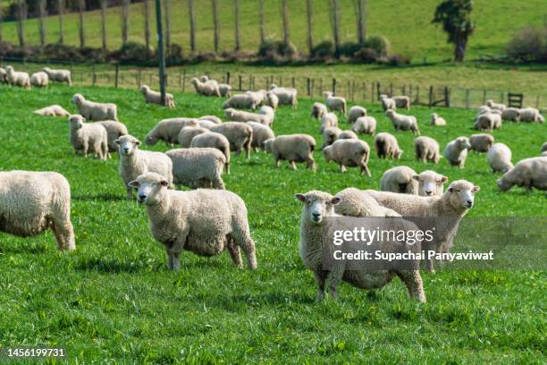 group of sheeps are grazing in the middle of the meadow. - herbivorous stockfoto's en -beelden
