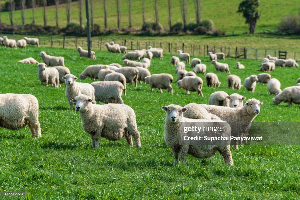 Group of sheeps are grazing in the middle of the meadow.