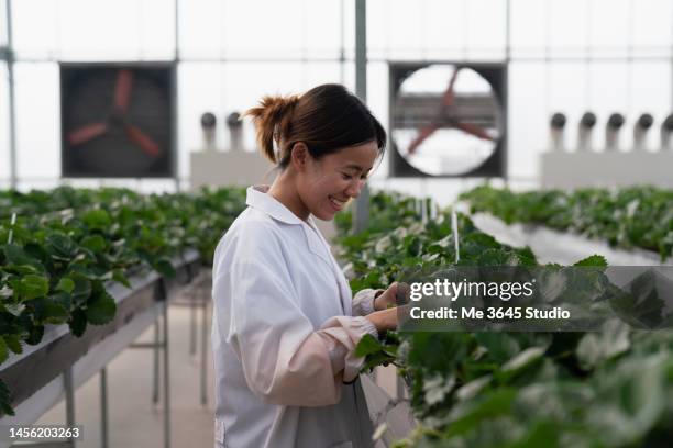 Lab Picker 97 Lab Picker Stock Photos, High-Res Pictures, and Images - Getty Images