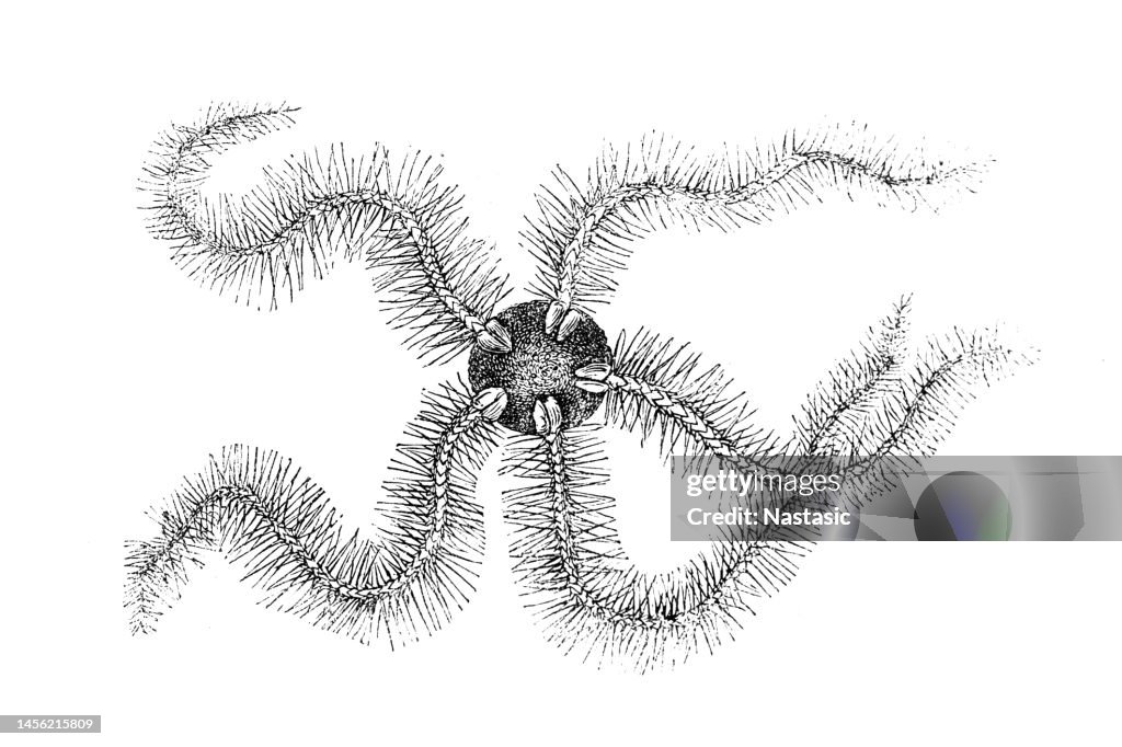 Brittle stars, serpent stars, or ophiuroids