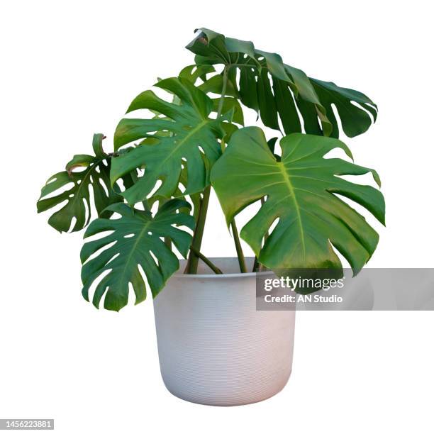 fresh monstera leaf isolated on white backround. monstera leaves on white background.tropical. botanical nature concepts ideas. - monstera stock pictures, royalty-free photos & images