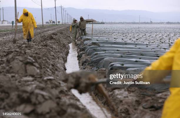 Farm workers dig an irrigation canal around a field of strawberries as the Salinas River begins to overflow its banks on January 13, 2023 in Salinas,...