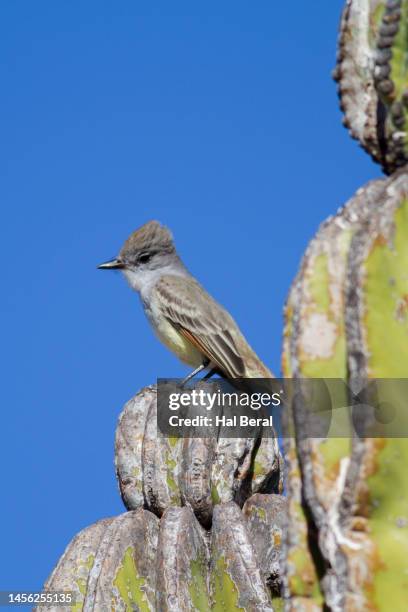 ash-throated flycatcher perching on cactus - flycatcher stock pictures, royalty-free photos & images