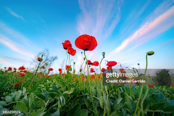 spring wallpaper with poppies, flower themes, poppies at sunset - coquelicot photos et images de collection