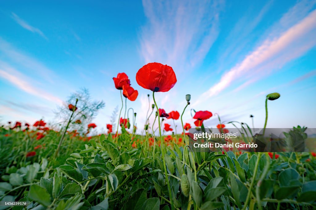 Spring Wallpaper With Poppies Flower Themes Poppies At Sunset High-Res ...