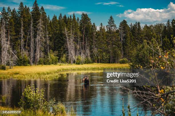 a giant moose in a scenic pond outdoors in jackson hole wyoming eating pond grass, wild animal in nature - lakeshore stockfoto's en -beelden