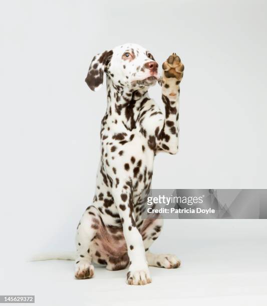 a dalmatian dog raising its paw - dálmata imagens e fotografias de stock