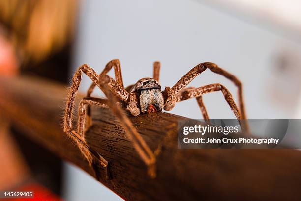 huntsman spider - huntsman spider stock pictures, royalty-free photos & images