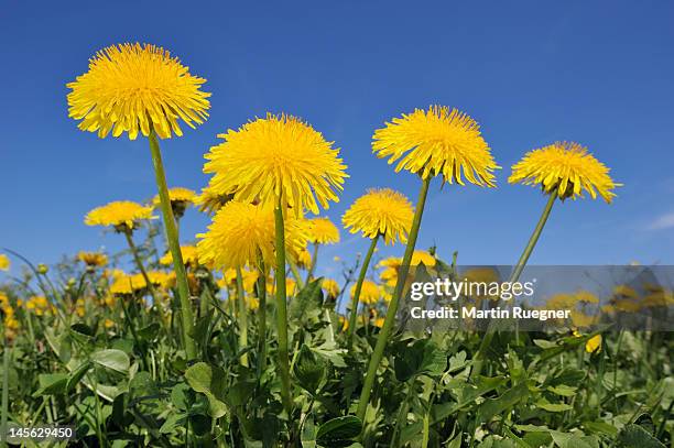 dandelion (taraxacum officinale) meadow - dandelion stock pictures, royalty-free photos & images