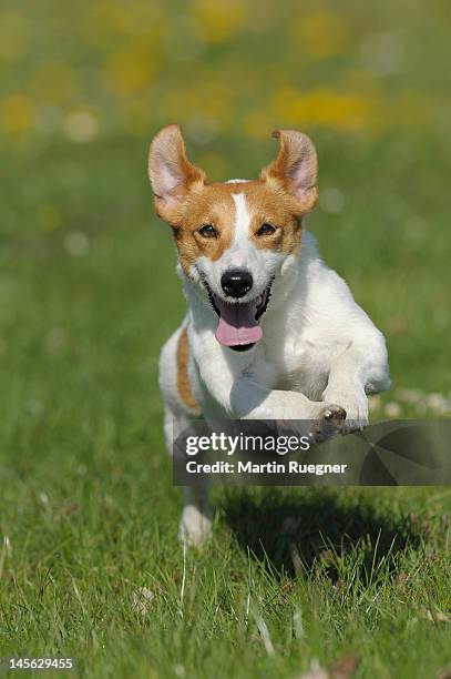 jack russell terrier running in a meadow - jack russel photos et images de collection