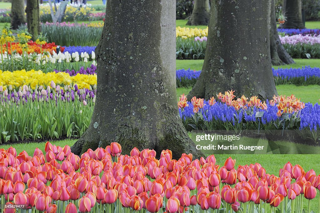 Grape Hyacinth and tulips, Keukenhof Gardens