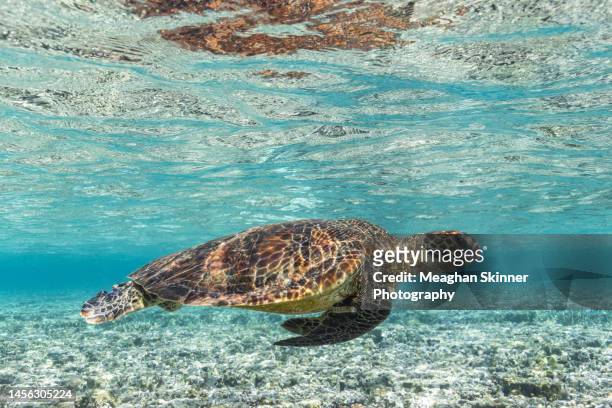 green turtle swimming in clear blue water - queensland beaches stock pictures, royalty-free photos & images