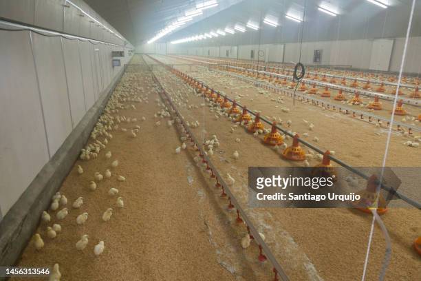 chicks inside a poultry farm - hatchery stock pictures, royalty-free photos & images