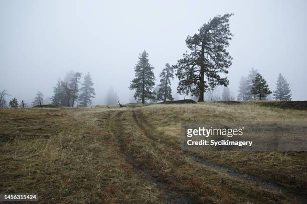 dirt tracks through foggy woodland - ponderosa pine tree stock pictures, royalty-free photos & images