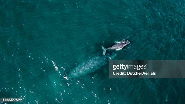 ballena jorobada y su cría nadando en el océano - ballenato fotografías e imágenes de stock