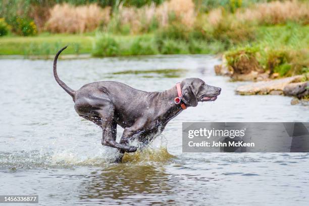 running weimaraner - weimar dog stock pictures, royalty-free photos & images