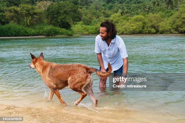 close-up image of indian wild stray dog walking in shallows, water's edge of sea at low tide, mongrel dog playing and messing about in sea waves with indian man paddling in water, focus on foreground - sandy messing stock pictures, royalty-free photos & images