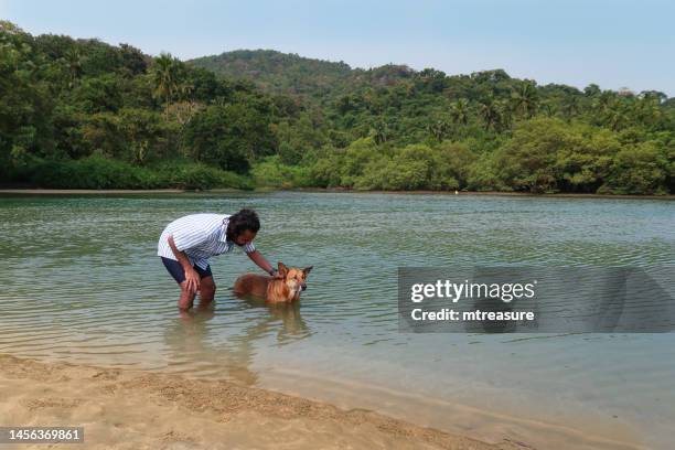 image of indian wild stray dog standing chest deep in shallows, water's edge of sea at low tide, mongrel dog playing and messing about in sea waves being petted by indian man paddling in water, focus on foreground - sandy messing stock pictures, royalty-free photos & images