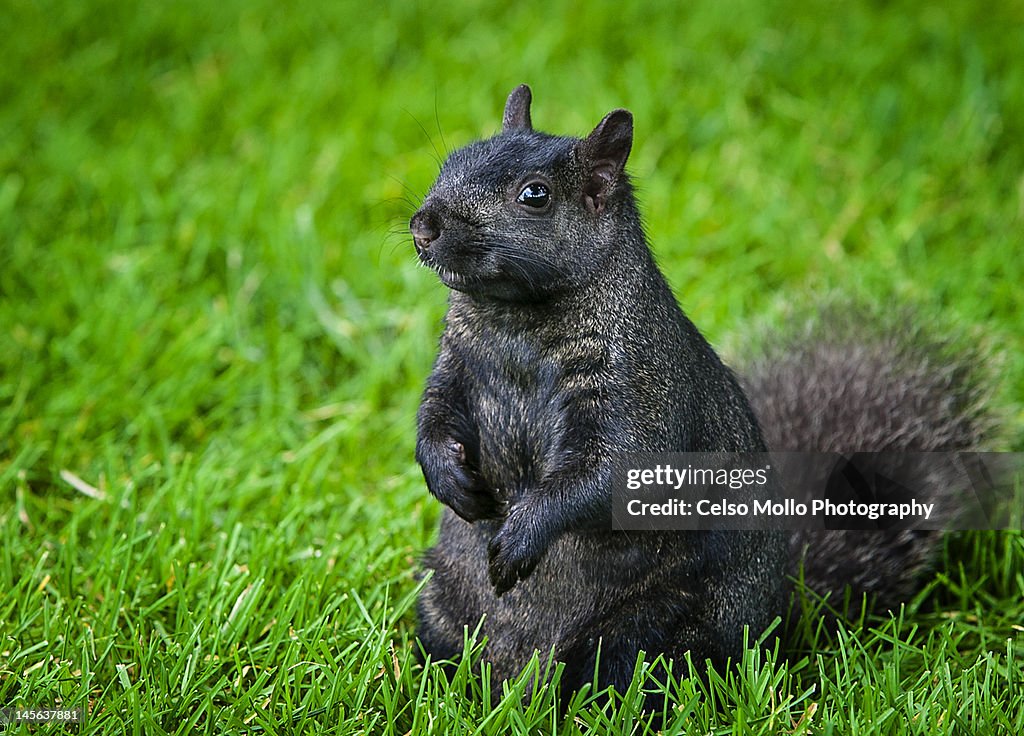 Black squirrel