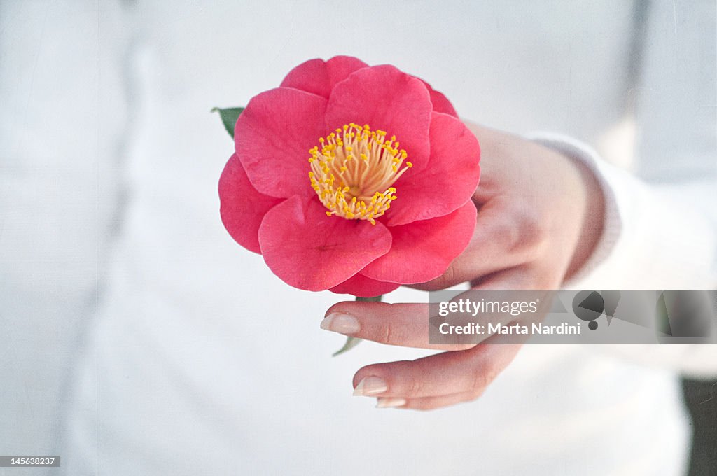 Hand holding flower