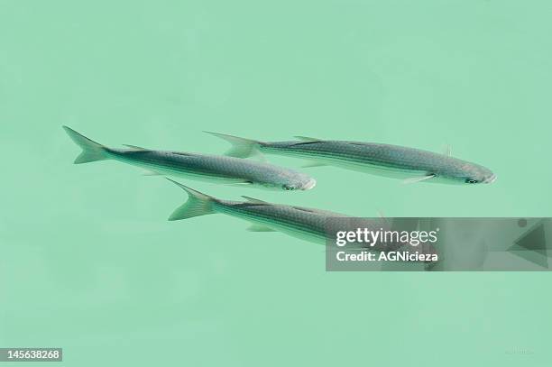 mugil cephalus - mullet fish stock pictures, royalty-free photos & images