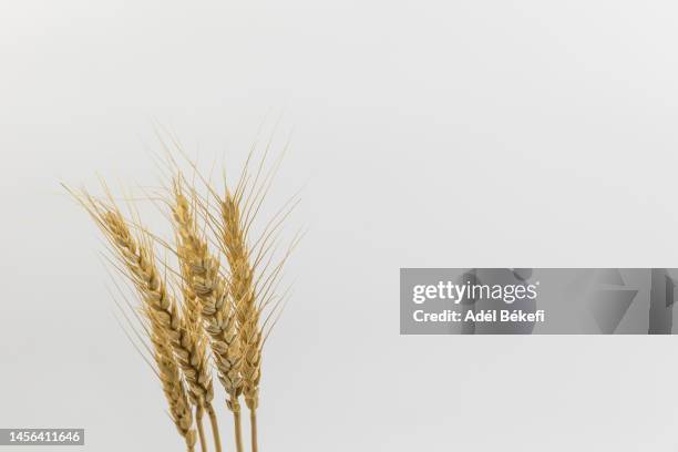 close-up of dried wheat on white background - ear of wheat stock pictures, royalty-free photos & images