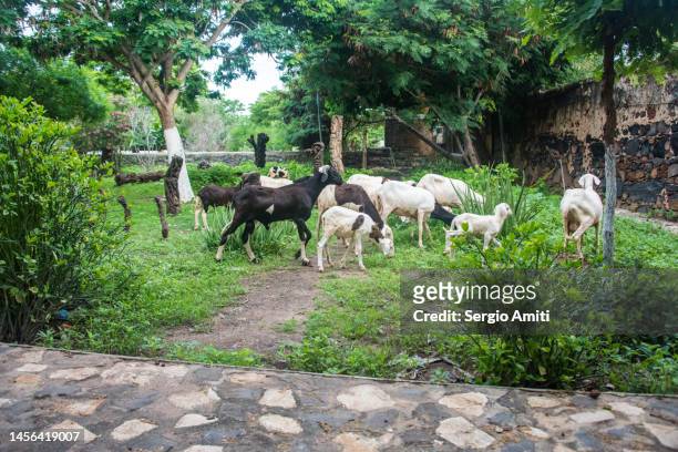 sheep grazing on gorée island - african totem poles stock pictures, royalty-free photos & images