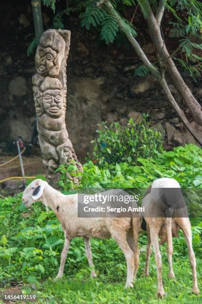 sheep grazing on gorée island - african totem poles stock pictures, royalty-free photos & images