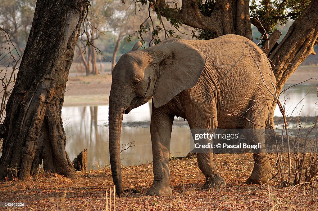 Young elephant