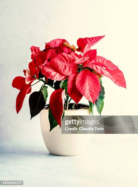 red poinsettia plant in a white pot on white background - pot plant gift stock pictures, royalty-free photos & images