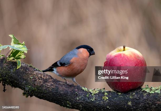 male bullfinch - eurasian bullfinch stock pictures, royalty-free photos & images