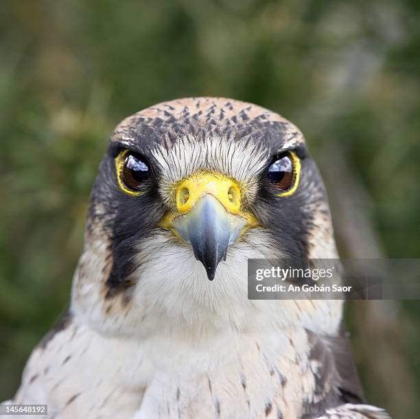 peregrine falcon - peregrine falcon stock pictures, royalty-free photos & images