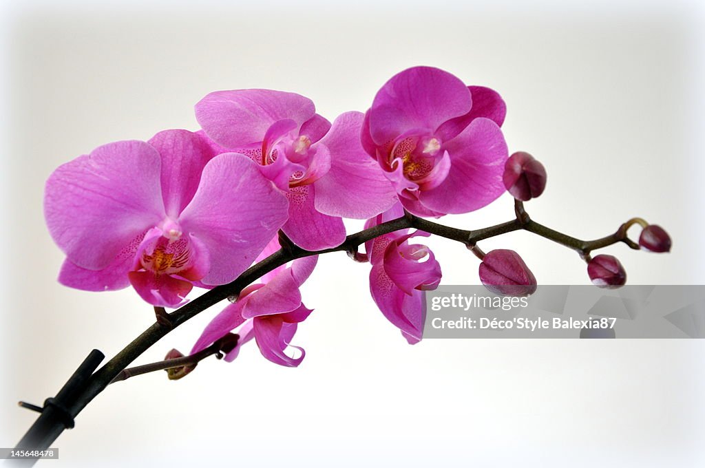 Orchid