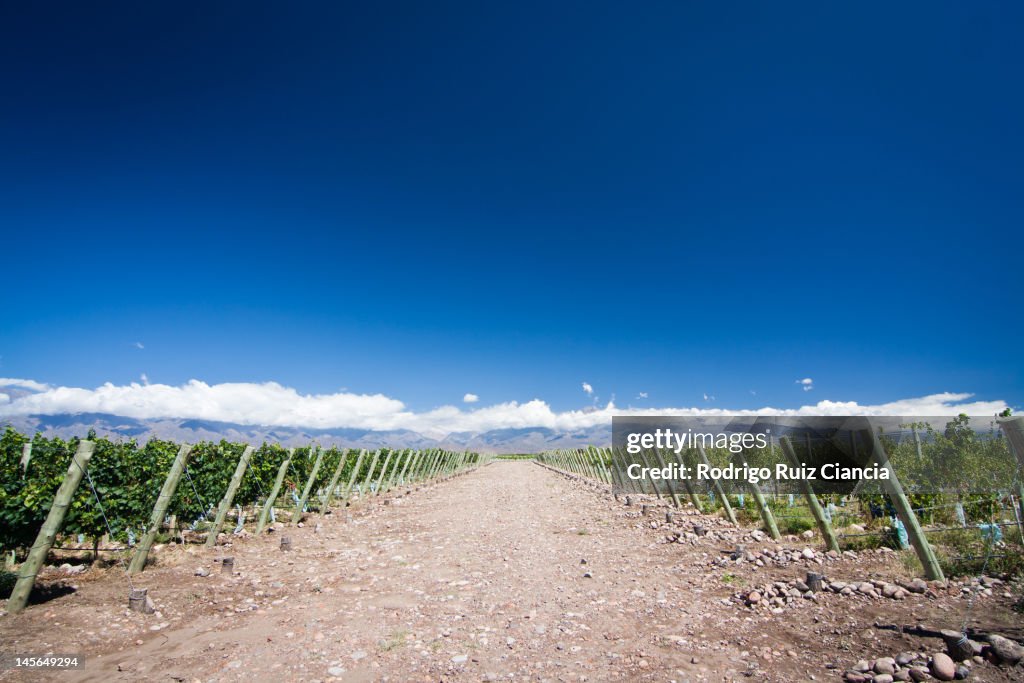 Vineyards