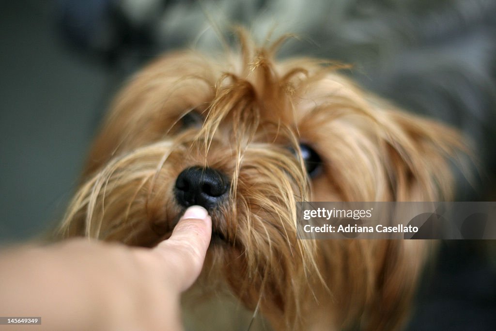 Puppy