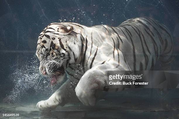 white tiger underwater sneez - vallejo california stock pictures, royalty-free photos & images