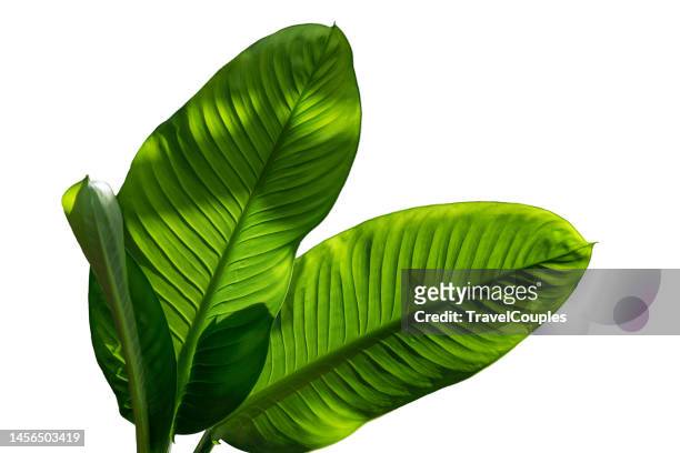 spathiphyllum wallisei leaf tropical isolated on white background. leaves of spathiphyllum cannifolium. abstract green dark texture. nature background. tropical leaf - rainforest stock-fotos und bilder