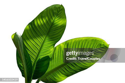 Spathiphyllum wallisei leaf tropical isolated on white background. Leaves of Spathiphyllum cannifolium. Abstract green dark texture. Nature background. Tropical leaf Spathiphyllum wallisei leaf tropical isolated on white background. Leaves of Spathiphyllum cannifolium. Abstract green dark texture. Nature background. Tropical leaf