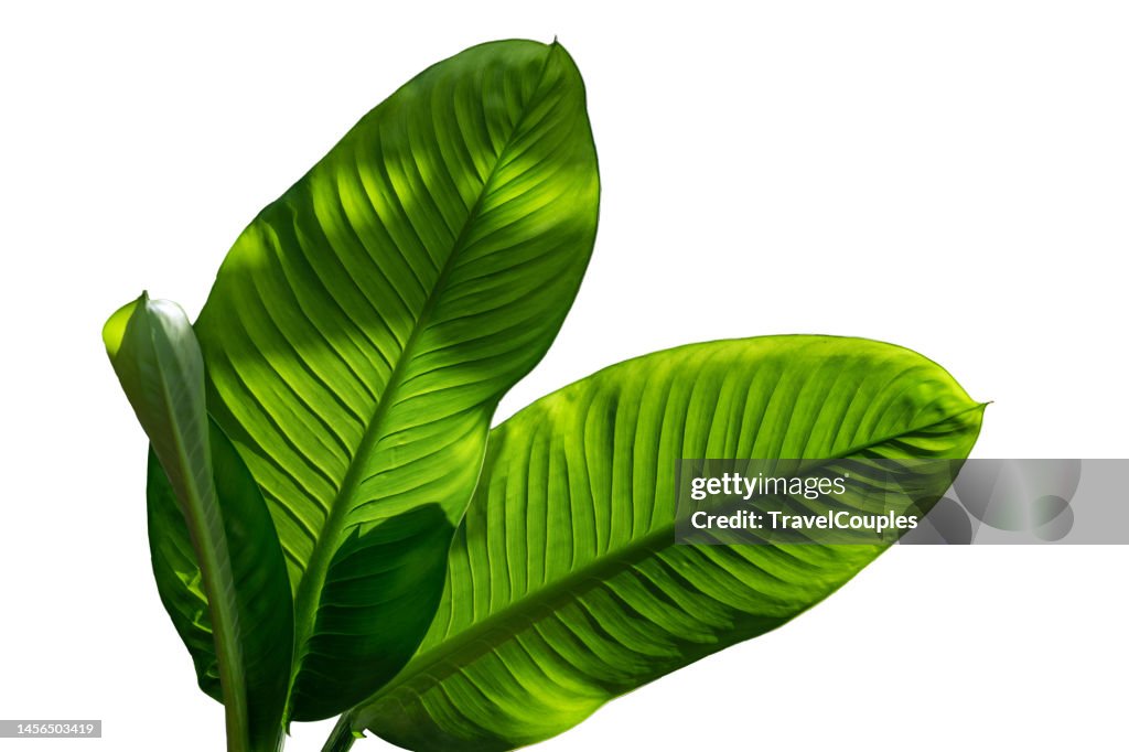 Spathiphyllum wallisei leaf tropical isolated on white background. Leaves of Spathiphyllum cannifolium. Abstract green dark texture. Nature background. Tropical leaf