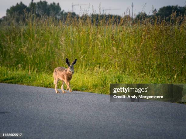 hare on the road at the meadow - lepus europaeus stock pictures, royalty-free photos & images