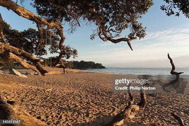 dawn at langs beach - pohutukawa tree stock pictures, royalty-free photos & images