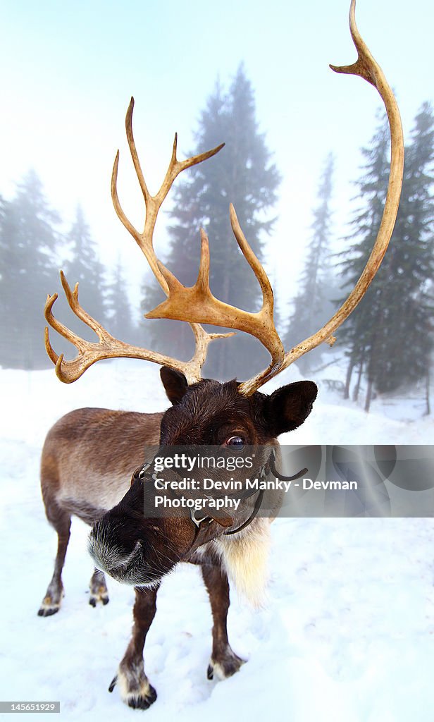 Reindeer High-Res Stock Photo - Getty Images