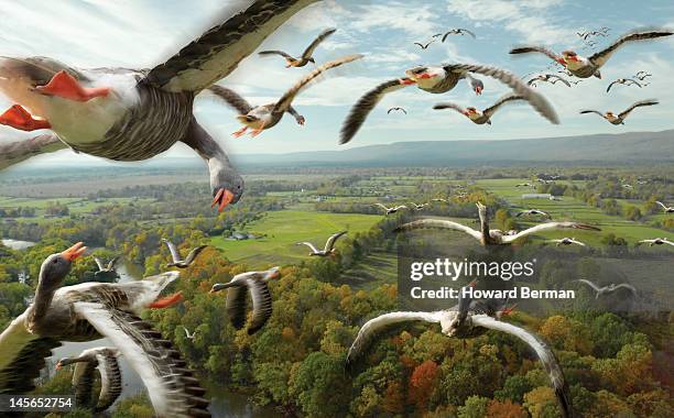 flying geese - vogelzwerm stockfoto's en -beelden