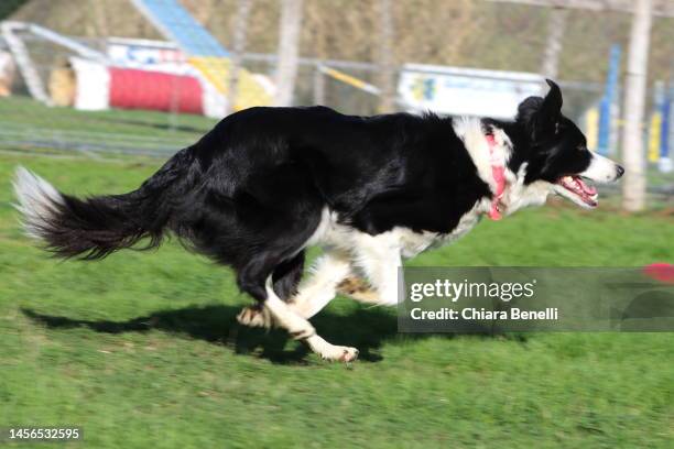 Working Border Border Collie Working Photos and Premium High Res Pictures - Getty Images