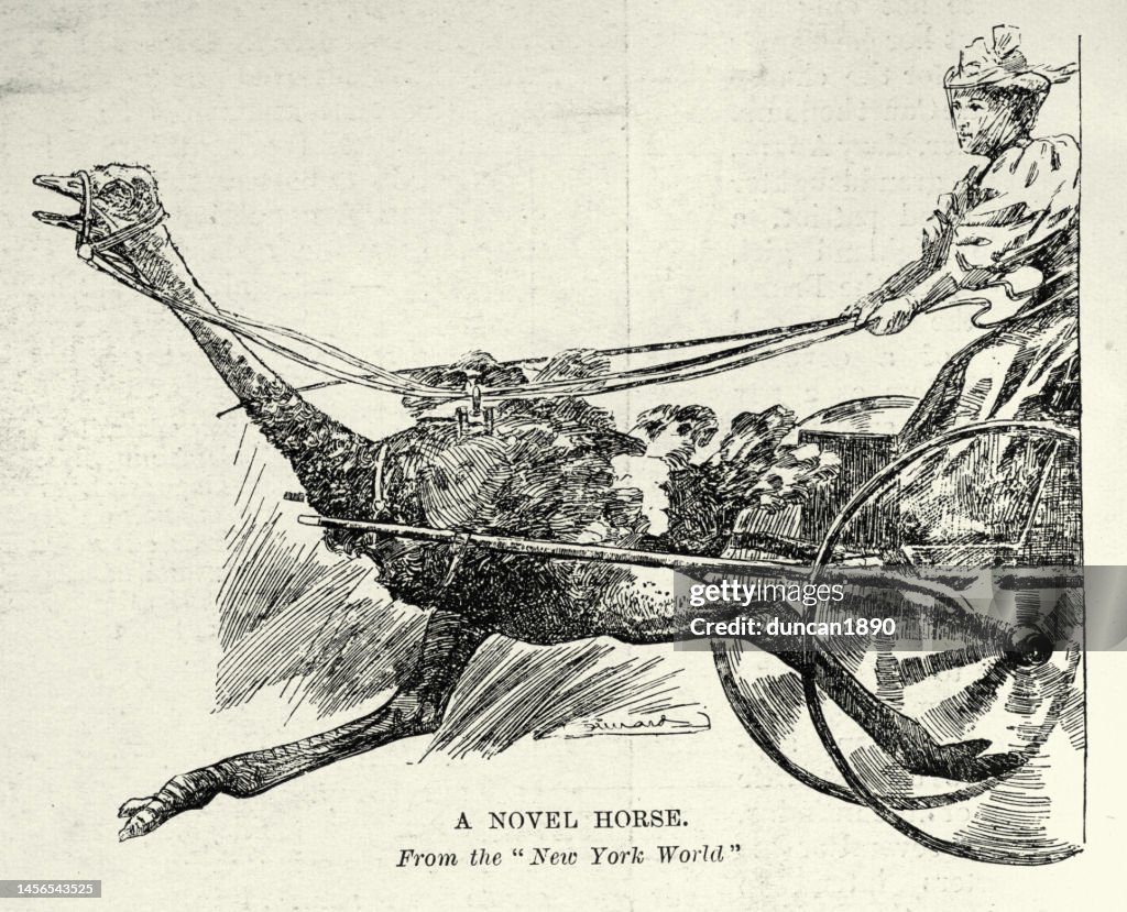 Weird bizarre Victorian transport, ostrich powered carriage, 19th Century 1890s