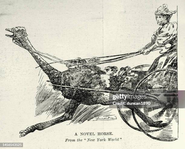 weird bizarre victorian transport, ostrich powered carriage, 19th century 1890s - chariot stock illustrations
