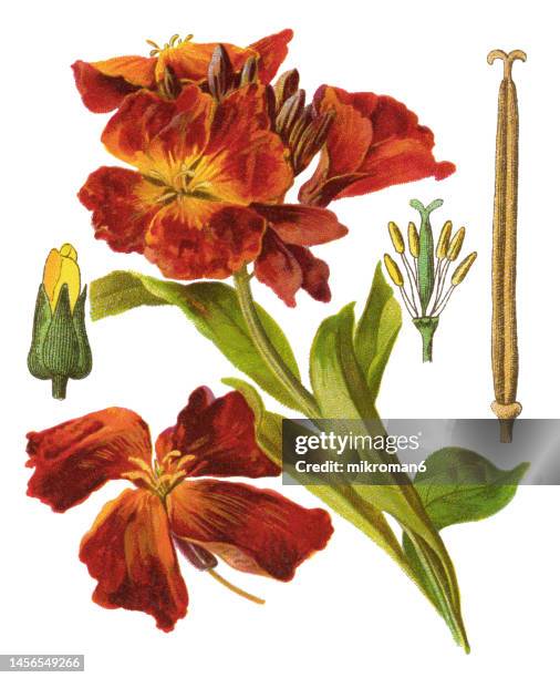 old chromolithograph illustration of botany, erysimum cheiri or cheiranthus cheiri - wallflower, flowering plant in the family brassicaceae (cruciferae), native to greece - erysimum cheiri stock pictures, royalty-free photos & images